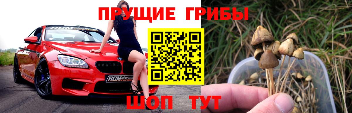 Галлюциногенные грибы Psilocybe Калач-на-Дону